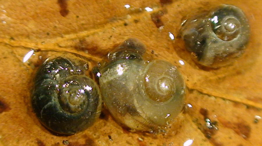 Oligolimax cf. annularis